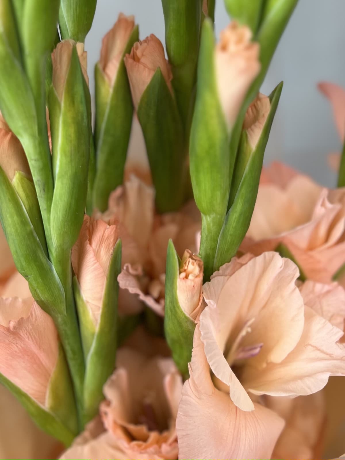 Букет из 7 гладиолусов персик в матовой бумаге