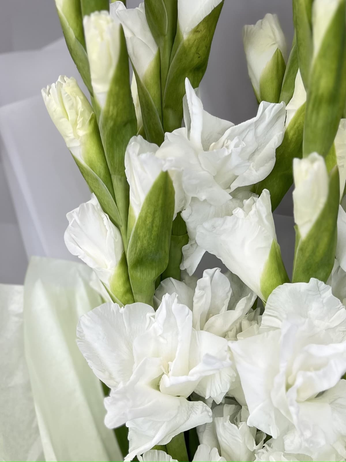 Букет из 7 Гладиолусов в матовой бумаге Уфа