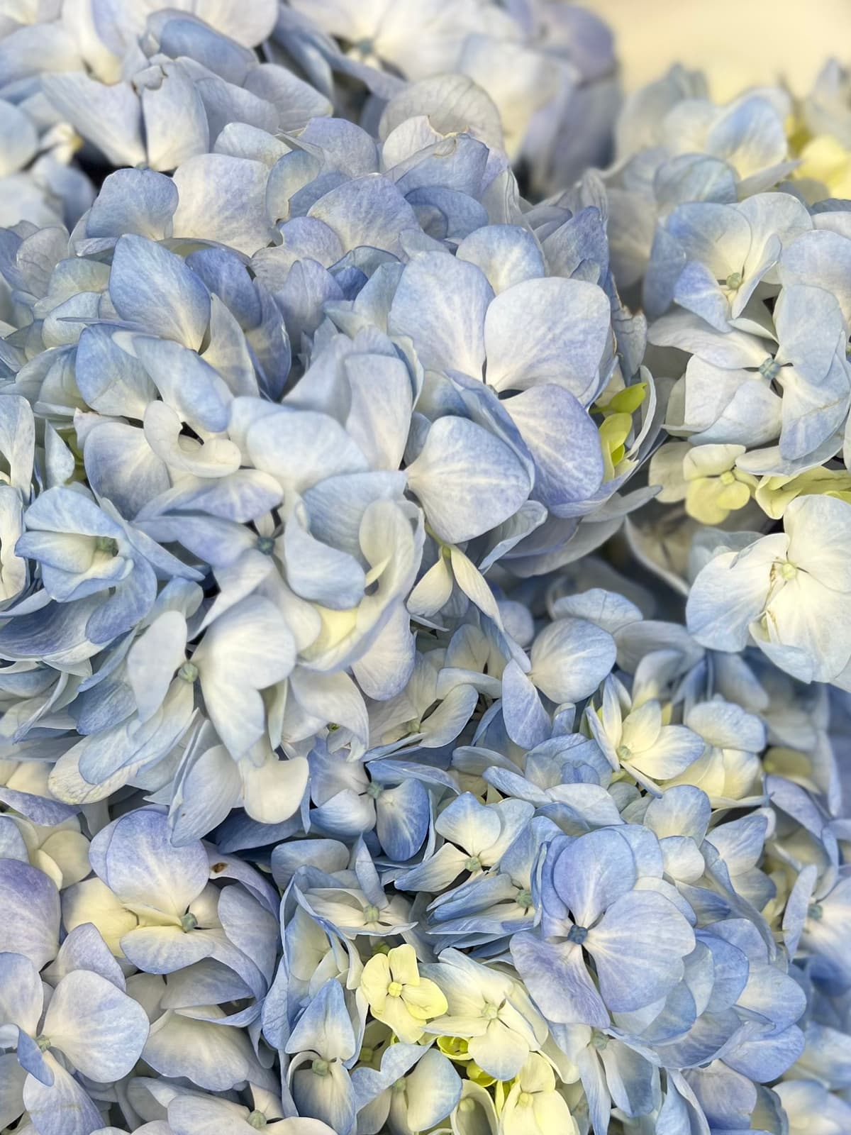 Букет из 7 голубых гортензий