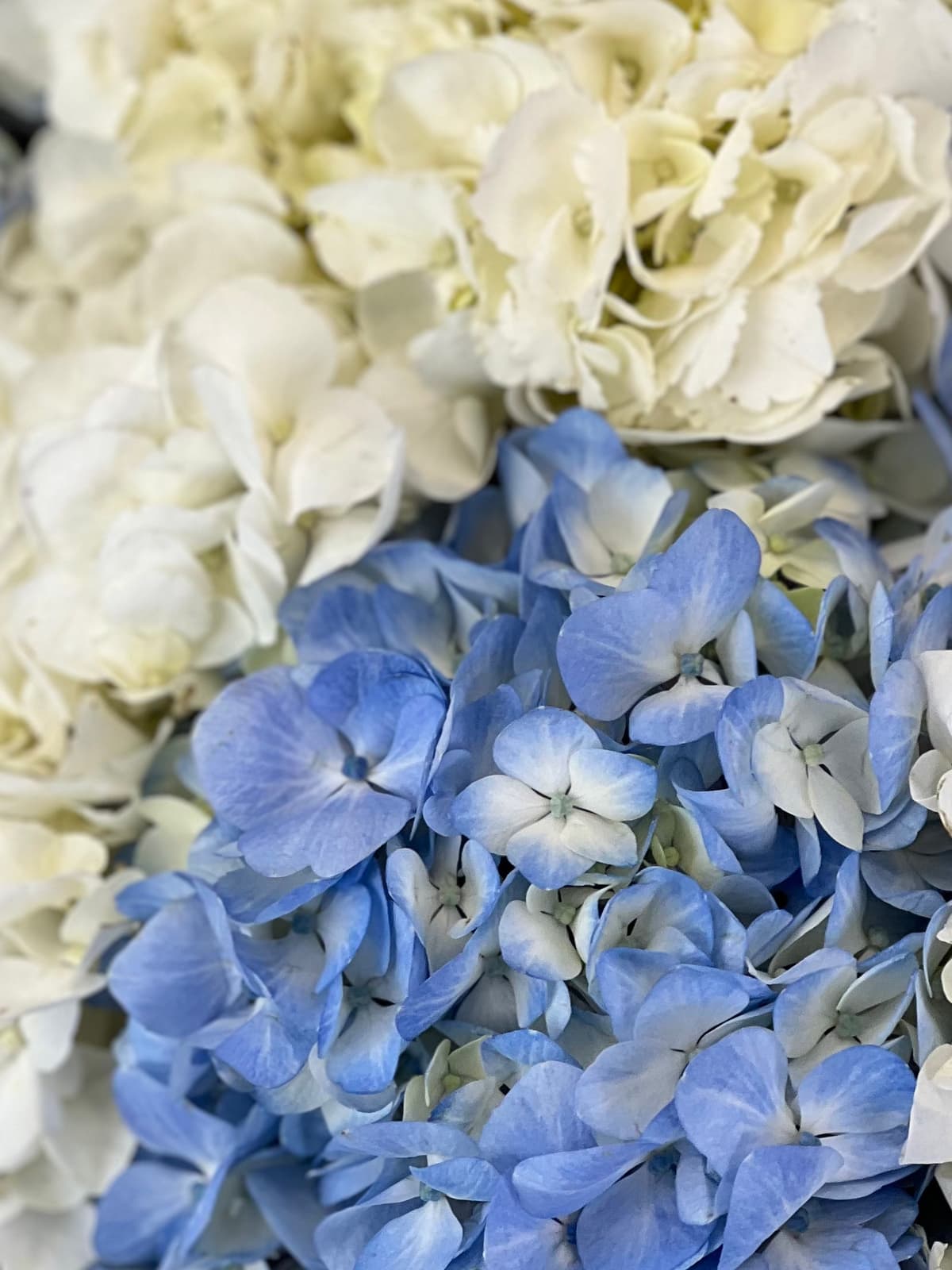 Праздничный букет из 7 гортензиий "Sky Blue"