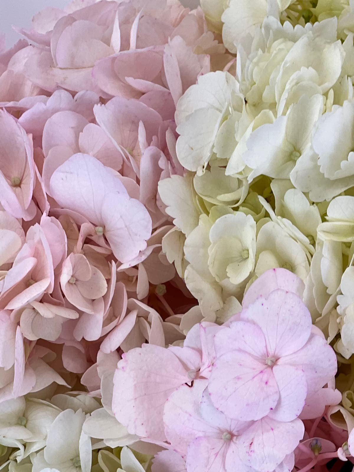 Букет из 7 гортензий «Румянец»