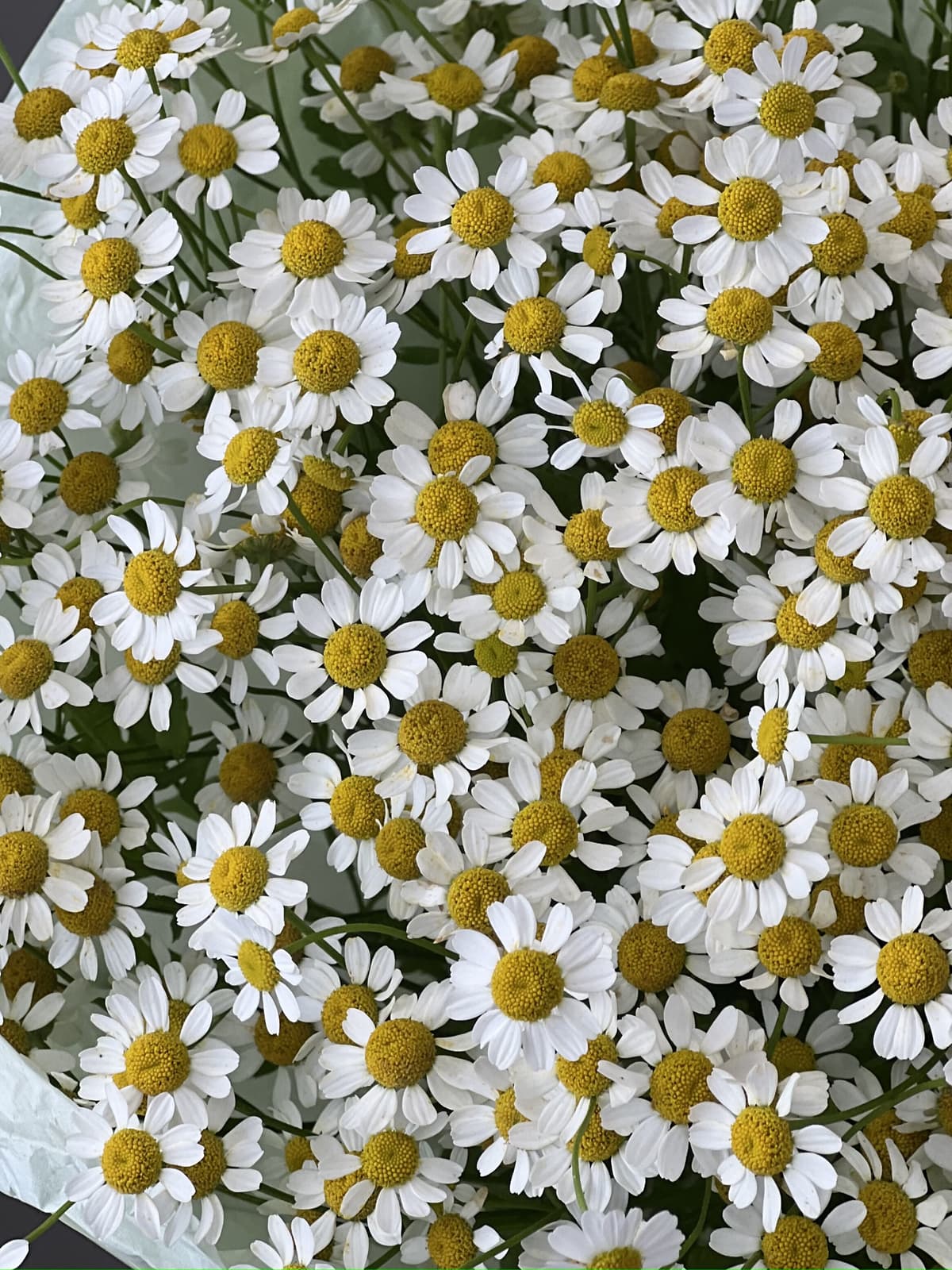 Праздничный букет из 7 полевых ромашек