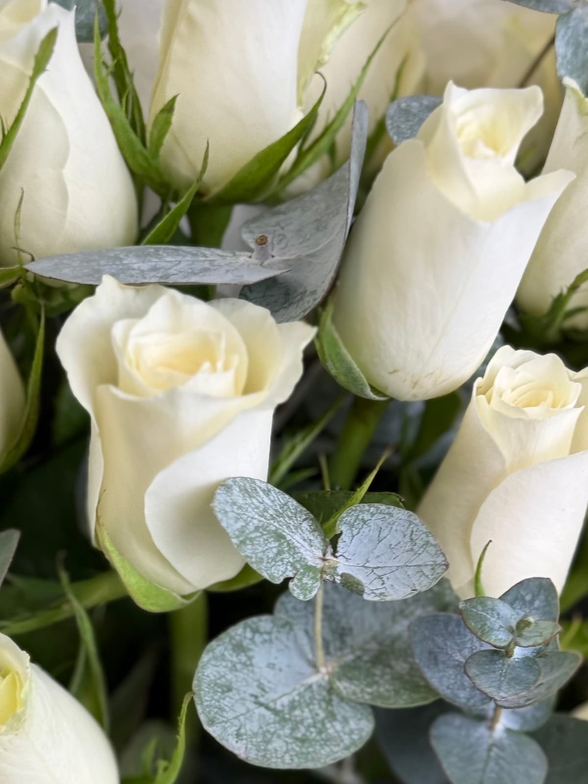 Букет из белых роз кения "Афина"