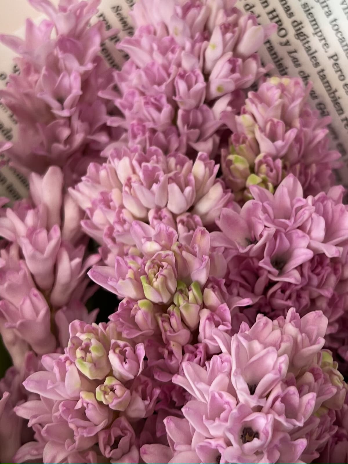 Букет из гиацинтов "Фондант" (15)