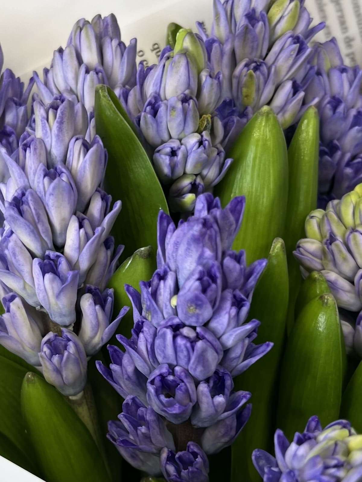 Букет из гиацинтов "Minos" L Революционная