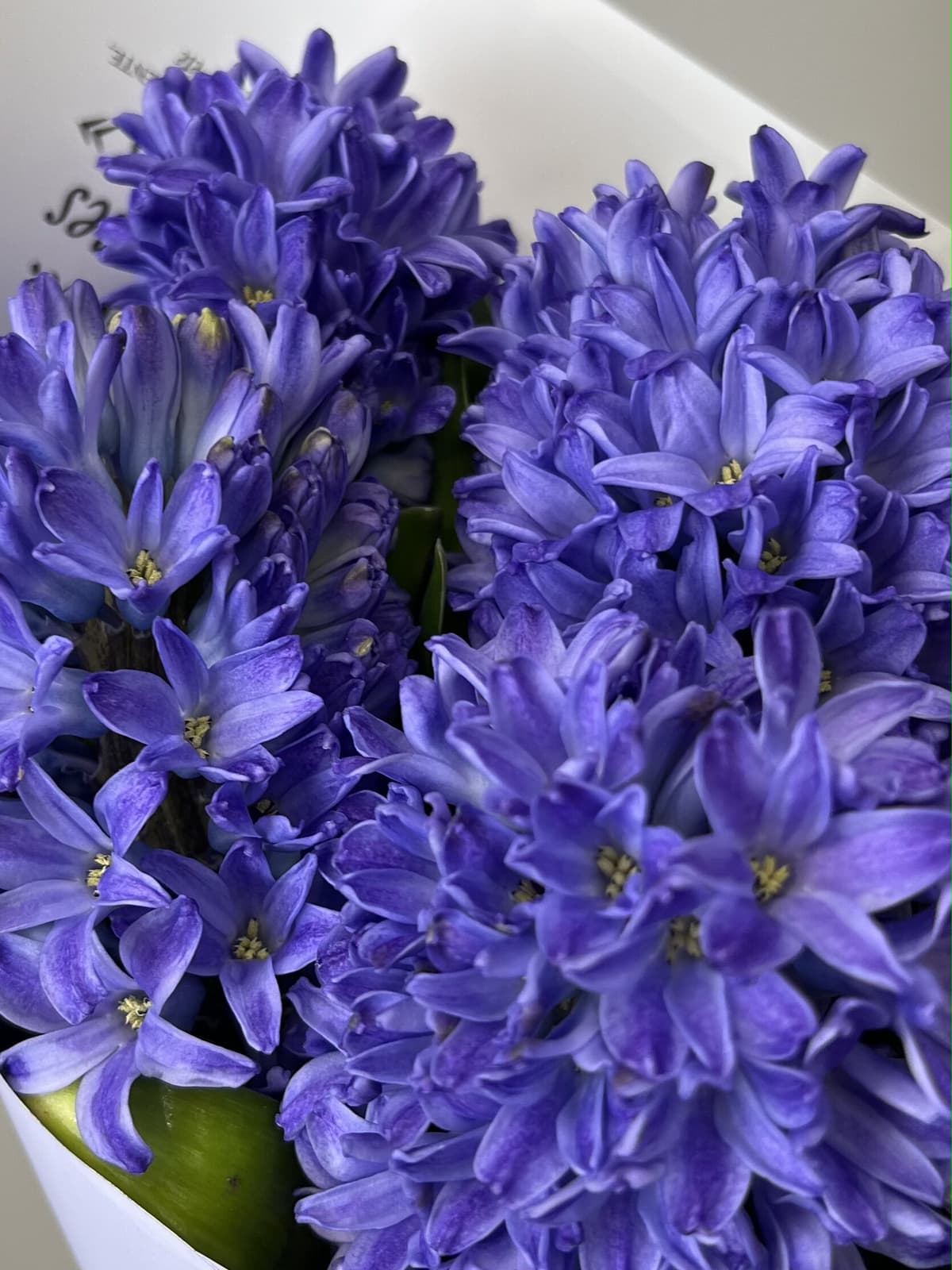 Красивый букет из гиацинтов "Minos" S