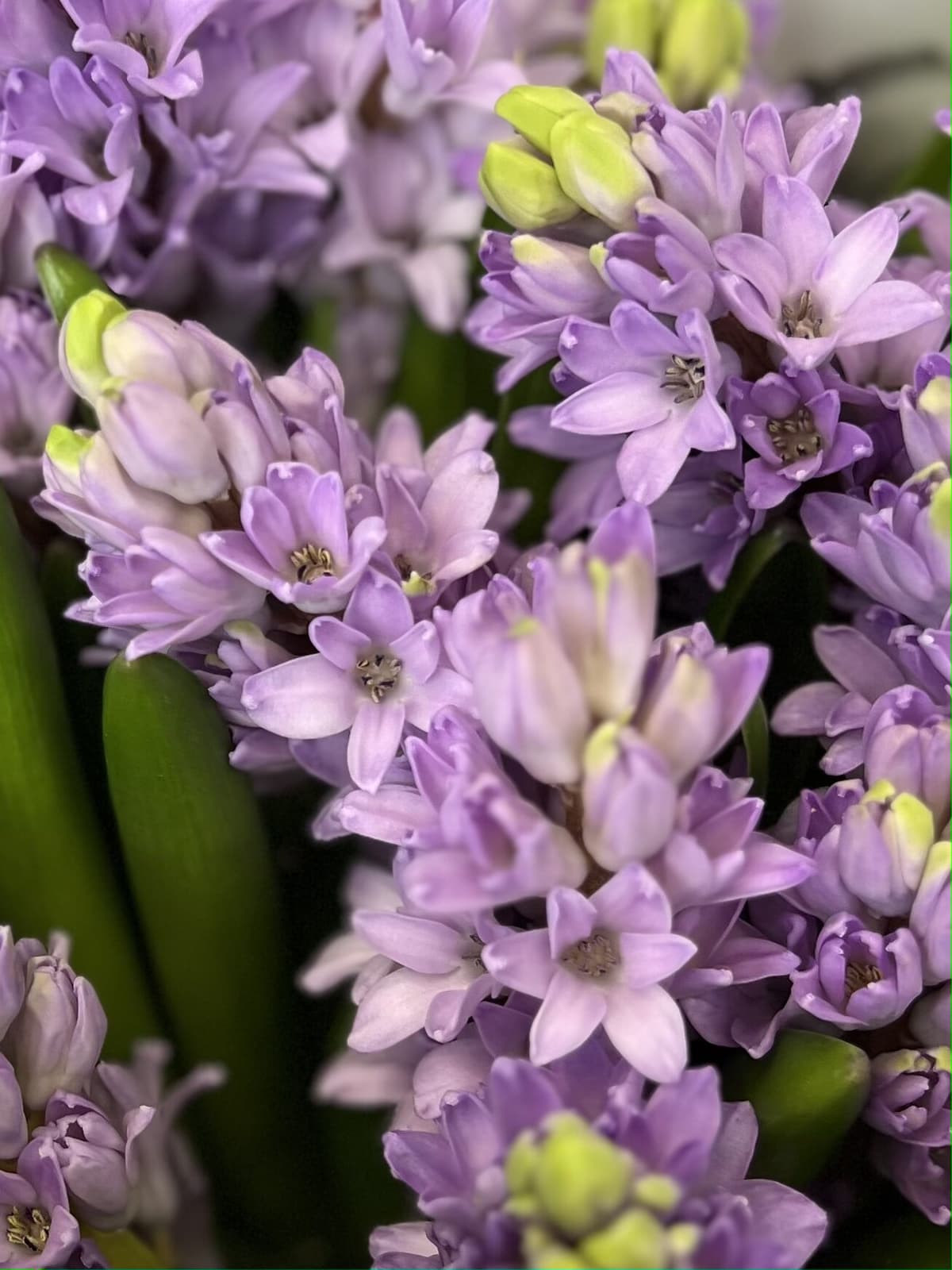 Букет из гиацинтов "Purple star" M Менделеева