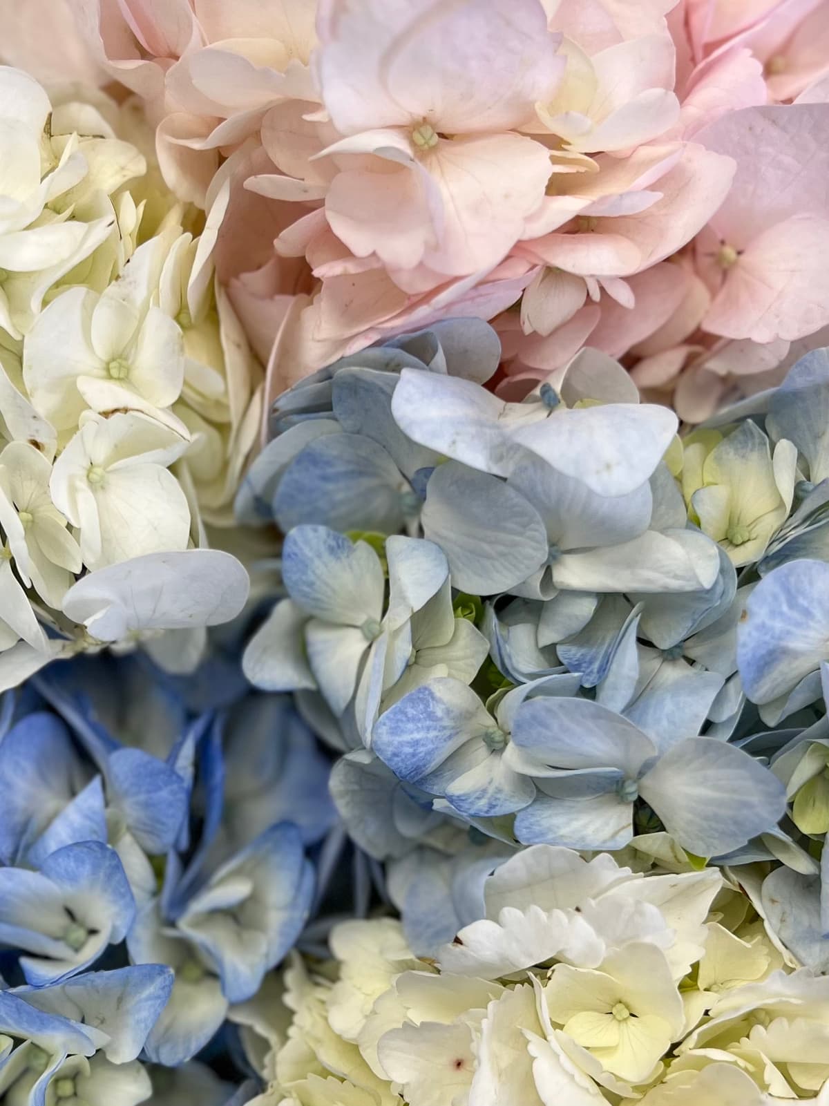 Шикарный букет из гортензии "Карамель" L