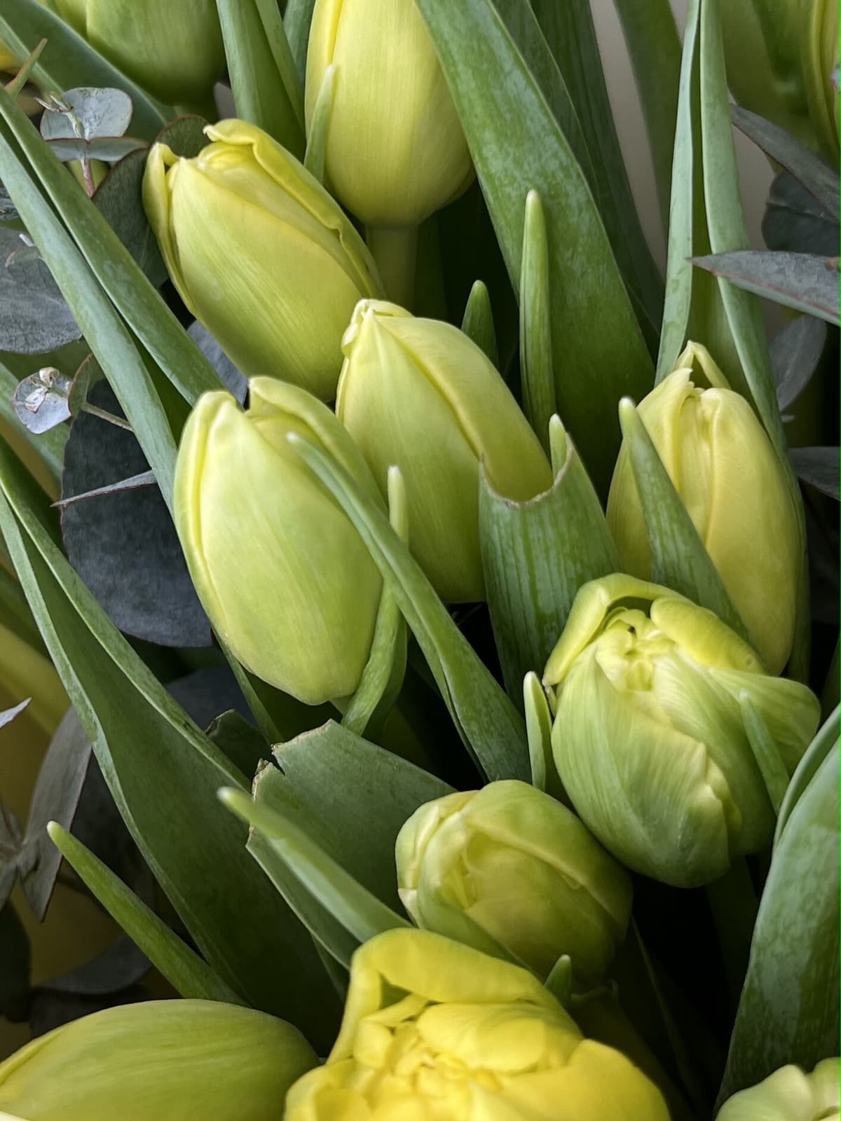 Букет из пионовидных тюльпанов «Дабл Трабл» (27)