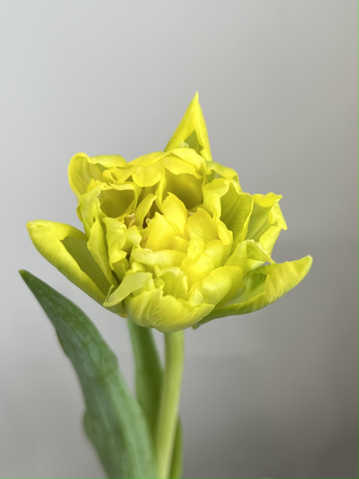 Букет из пионовидных тюльпанов "Double Trouble" S