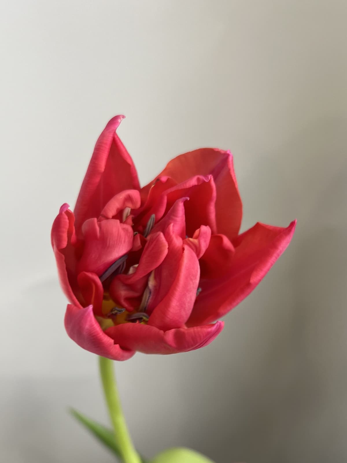 Букет из пионовидных тюльпанов "Raspberry" L