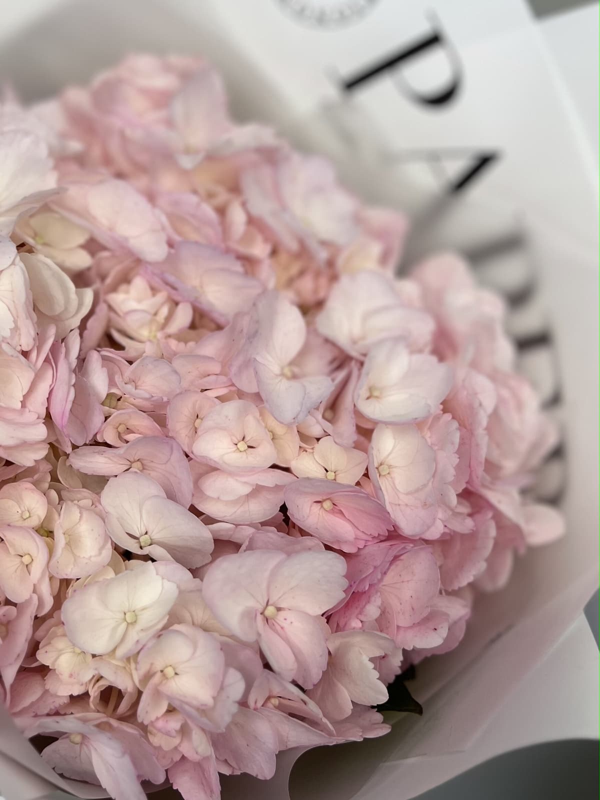 Букет из розовой гортензии в упаковке Проспект