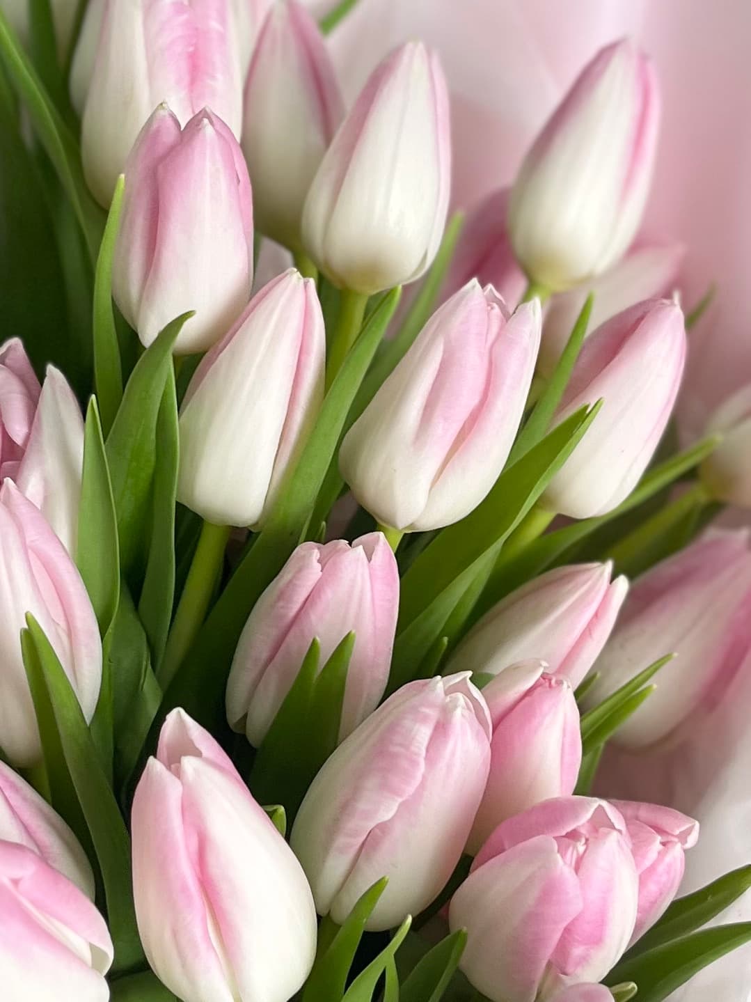 Букет из розовых тюльпанов "Поцелуй весны" (7)