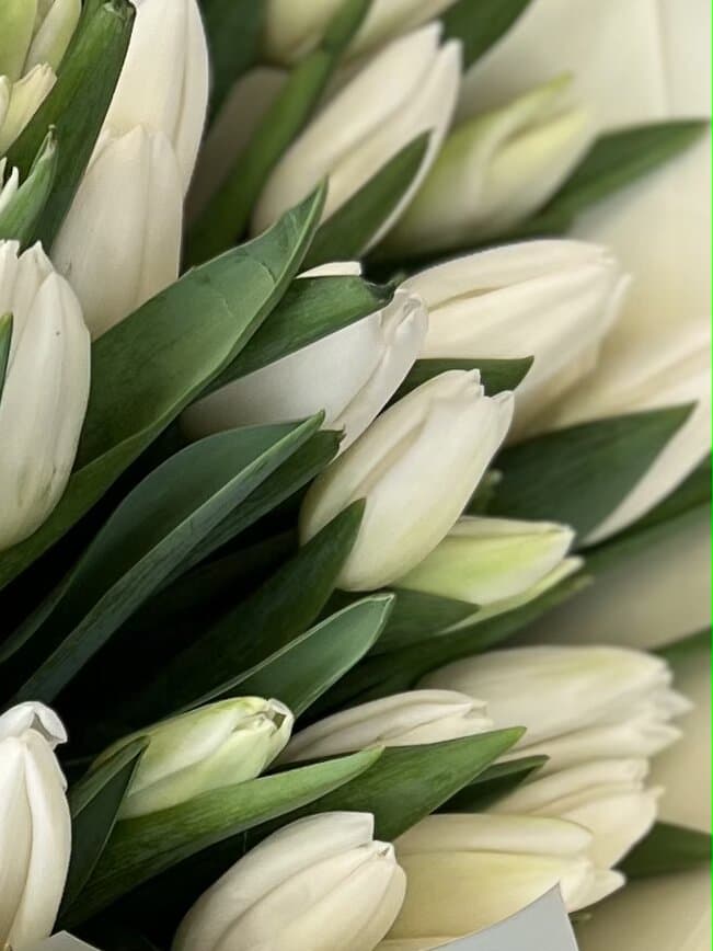 Свежий букет из тюльпанов в переноске (белый)