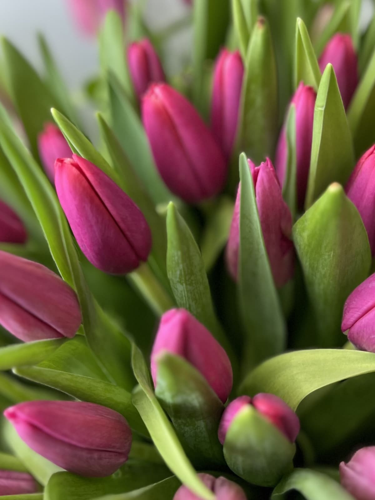 Букет из тюльпанов в переноске розово-сиреневый