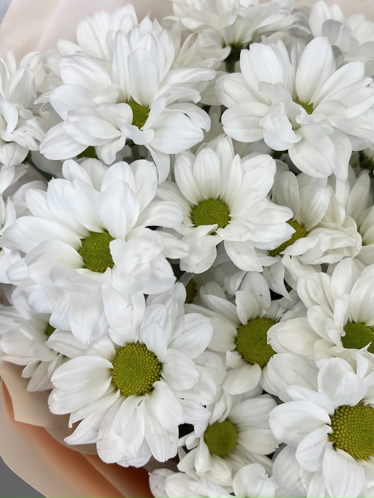 Красивый букет хризантем "Бакарди" M