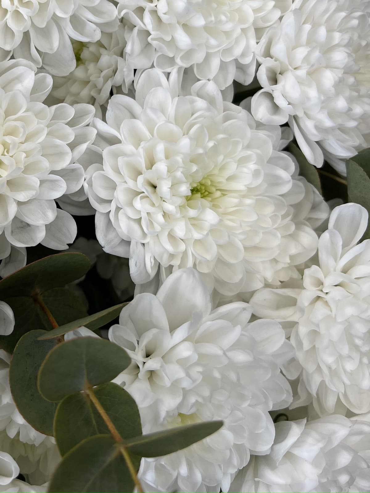 Букет хризантем "Зеленый чай"