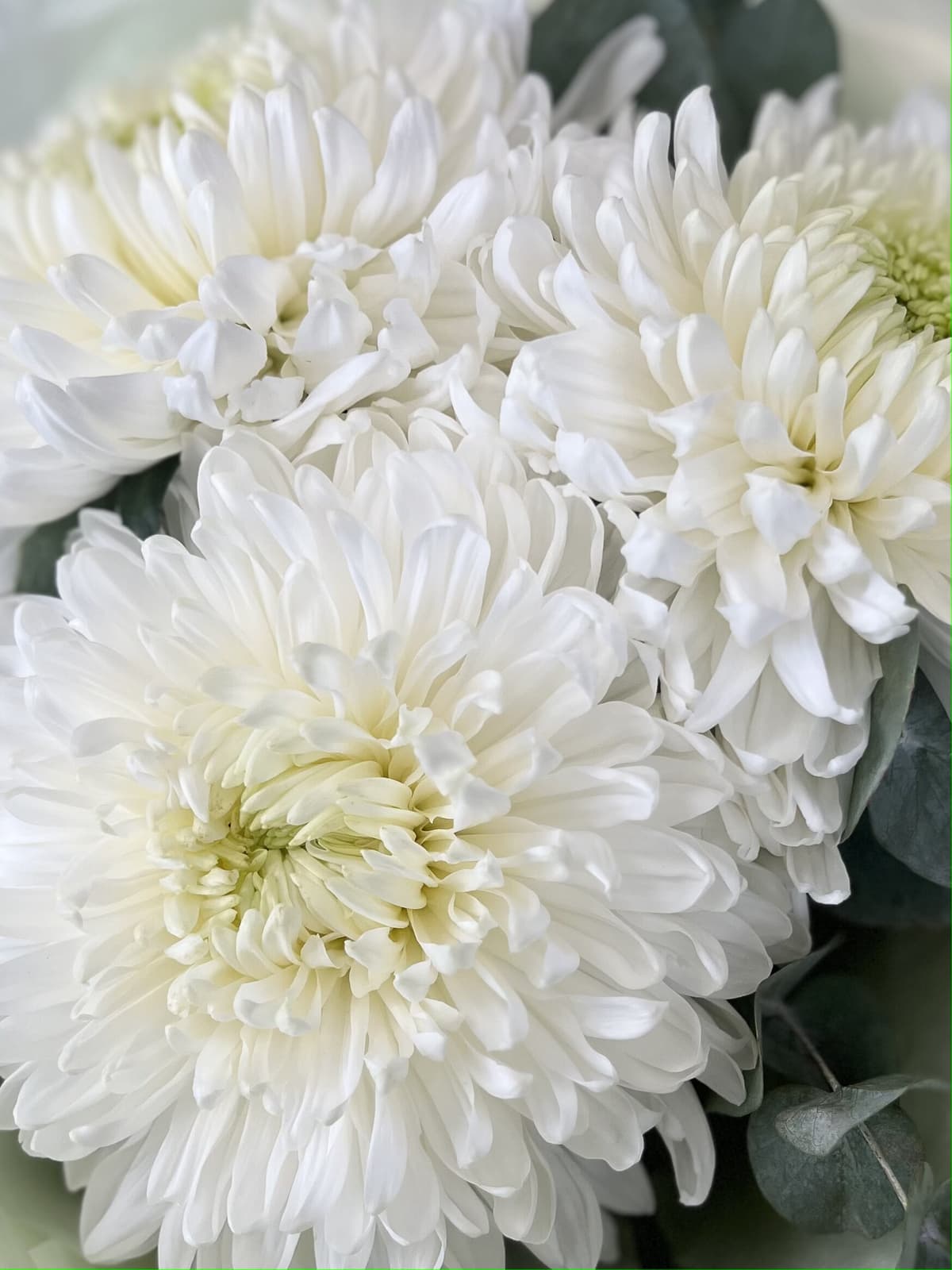 Стильный букет хризантем "Магнум" (3)