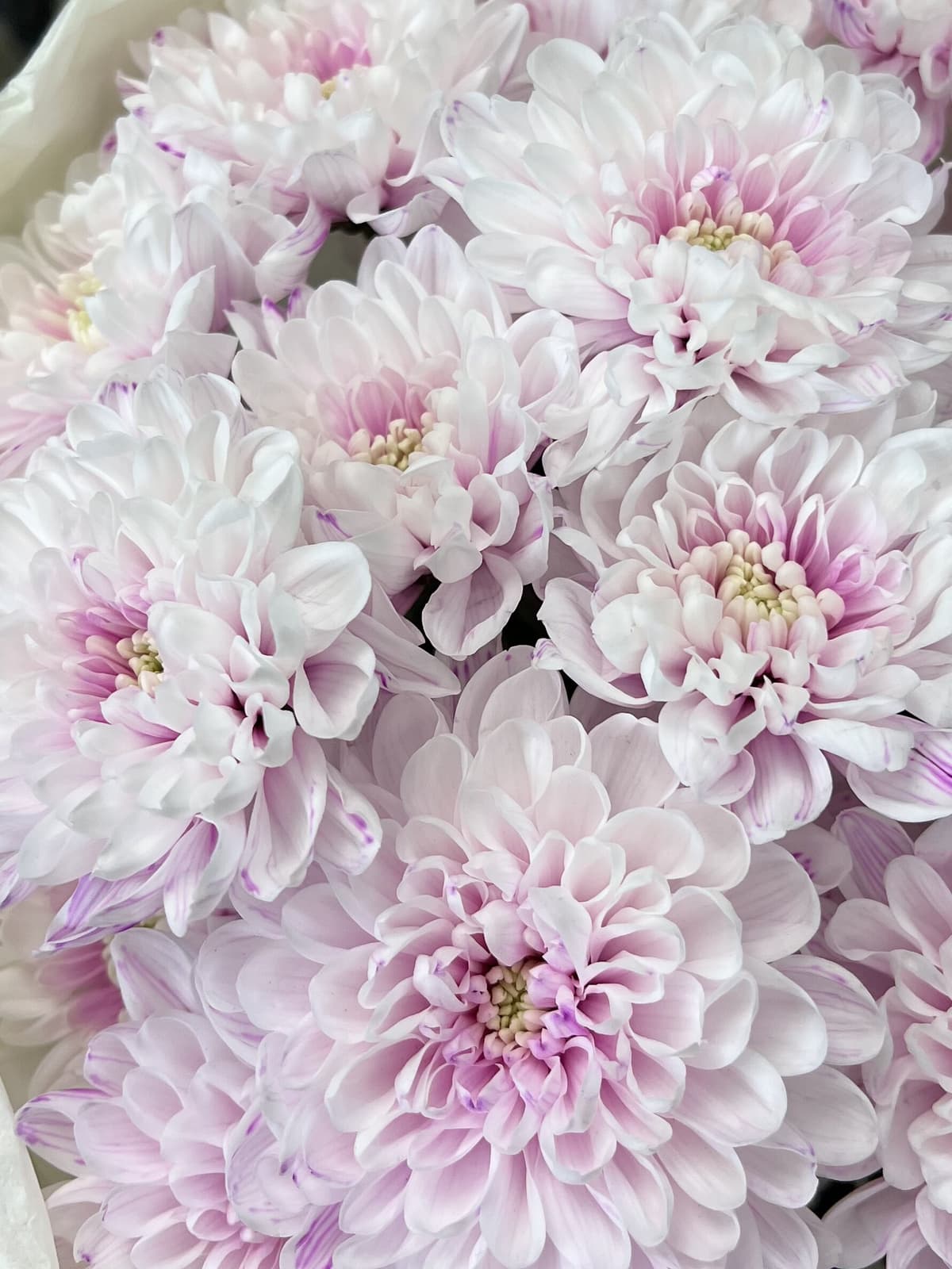 Красочный букет хризантем "Мари"