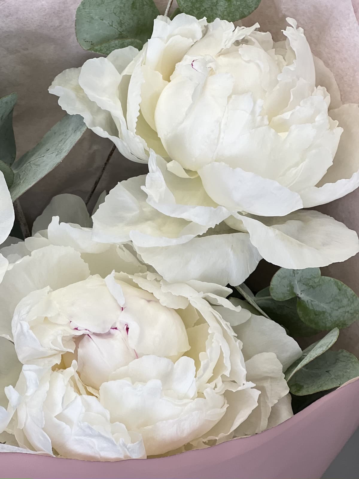 Букет-комплимент пионов "Odile"