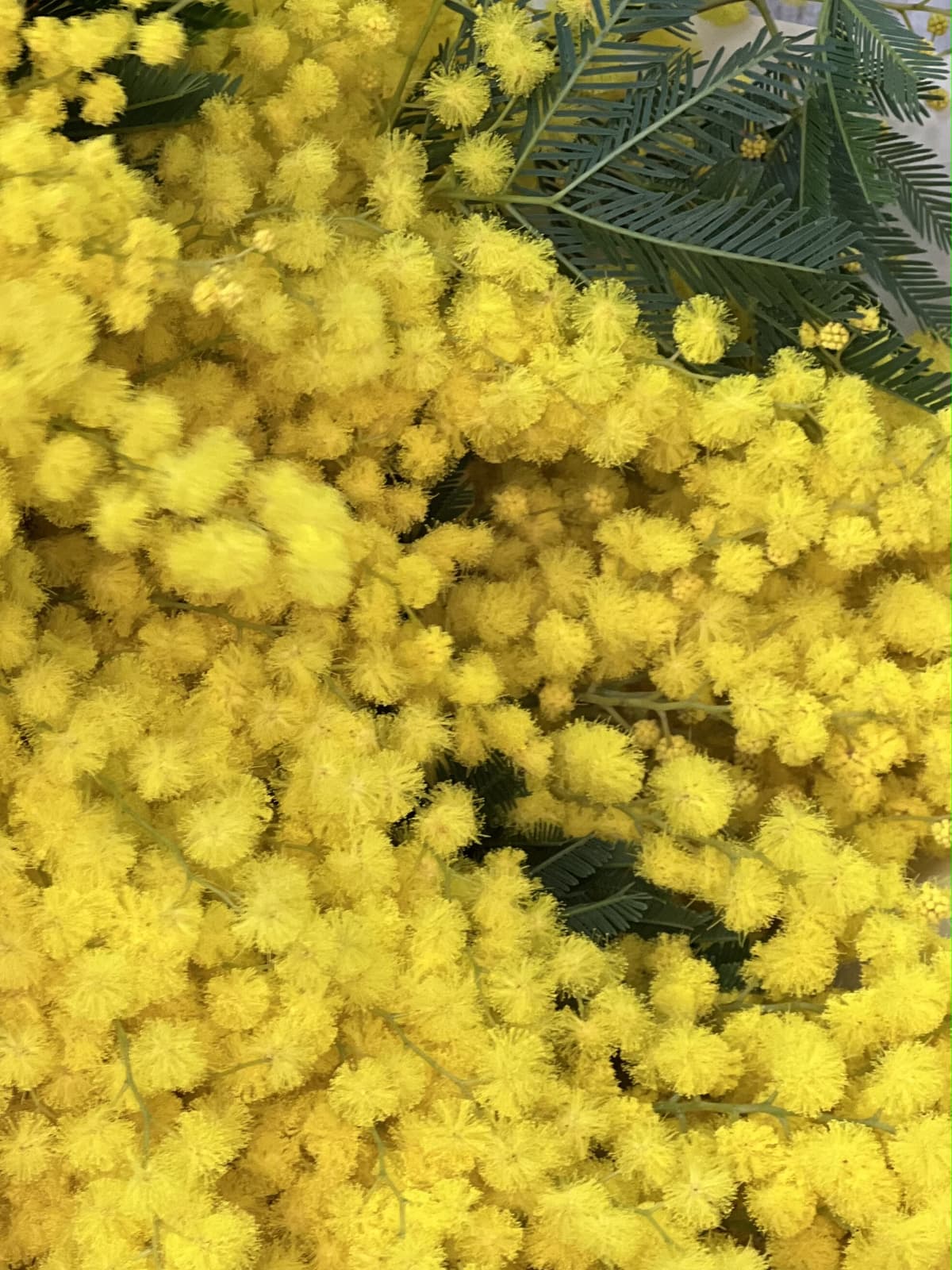 Стильный букет мимозы M