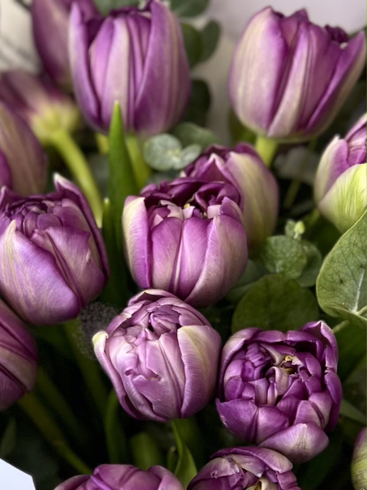 Нежный букет пионовидных тюльпанов «Блу Даймонд» (27)