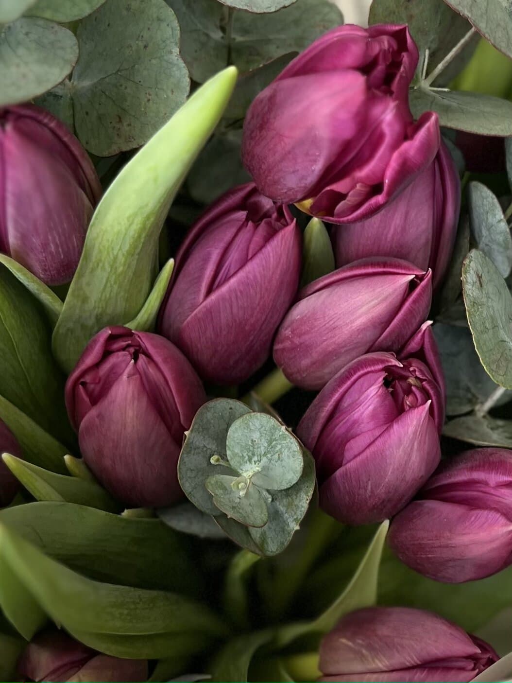 Букет пионовидных тюльпанов «Дубль Принцесс» (27)