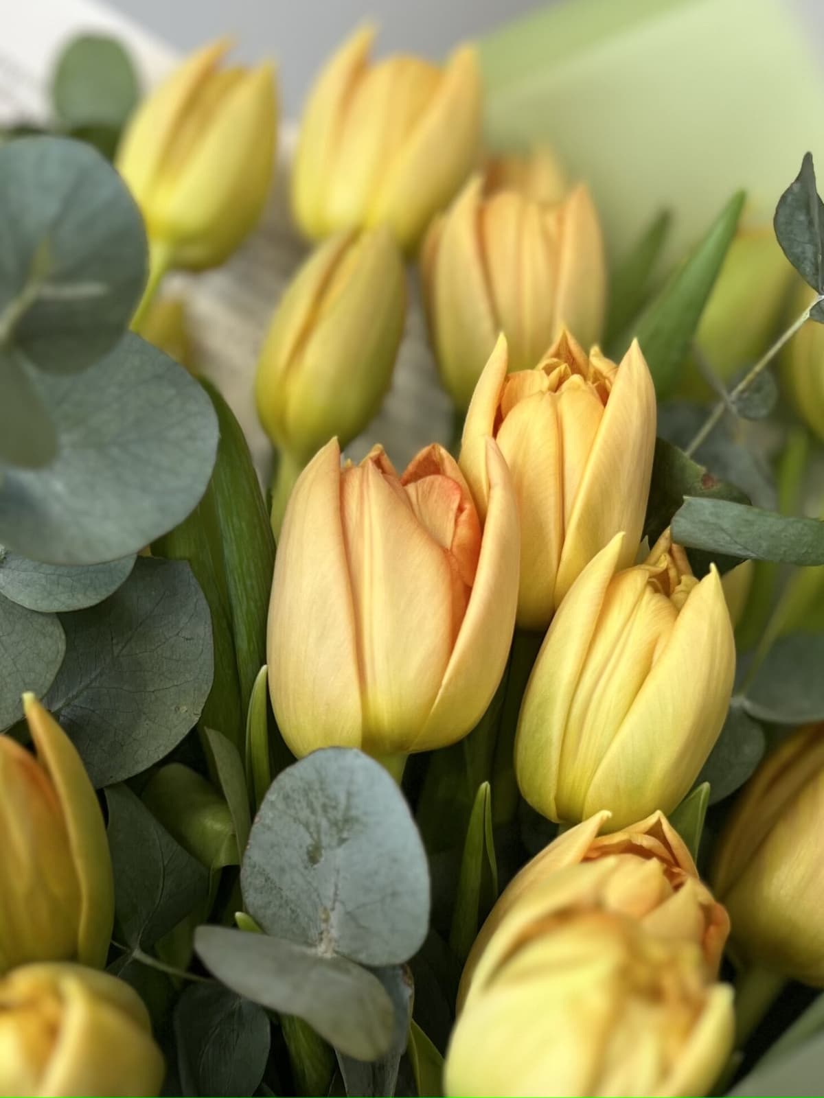 Букет пионовидных тюльпанов «Орка» (19)