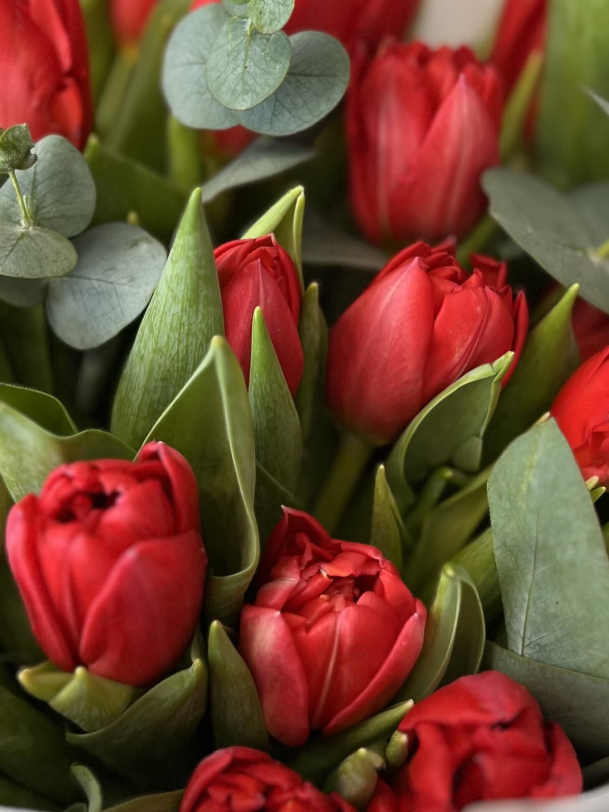 Букет пионовидных тюльпанов "Красная принцесса" (19)