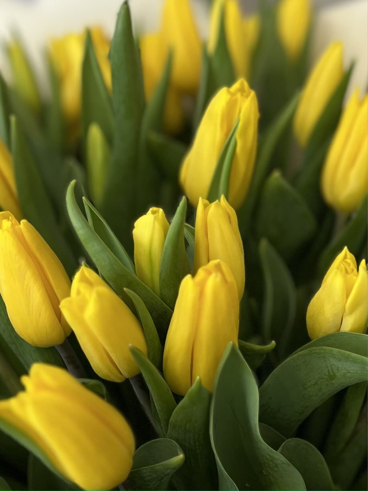 Букет из 35 желтых тюльпанов "Золото" (35)