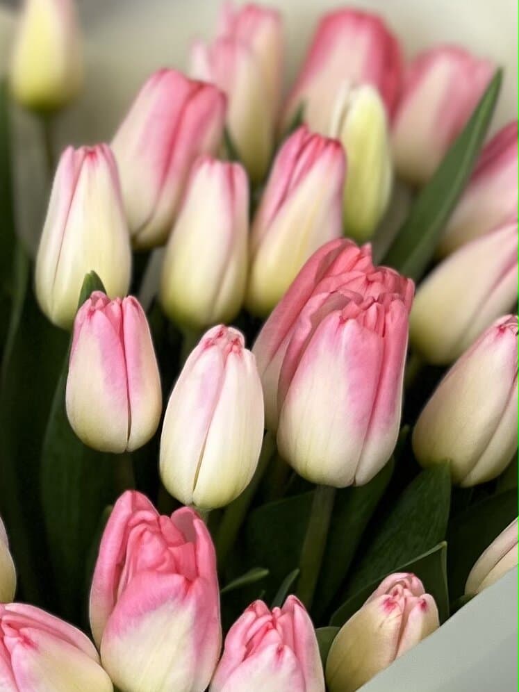 Букет тюльпанов "Pink" XS