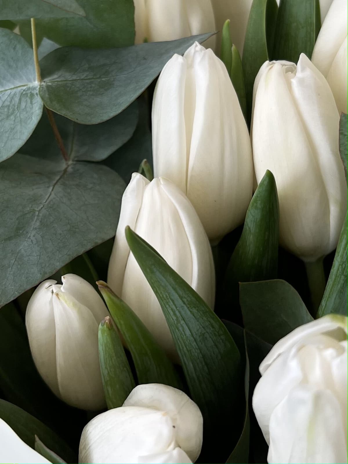 Красивый букет тюльпанов "Snowy" M