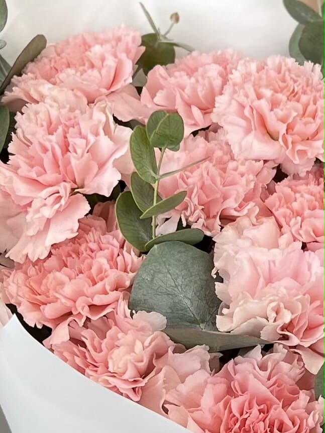 Диантусы розовые