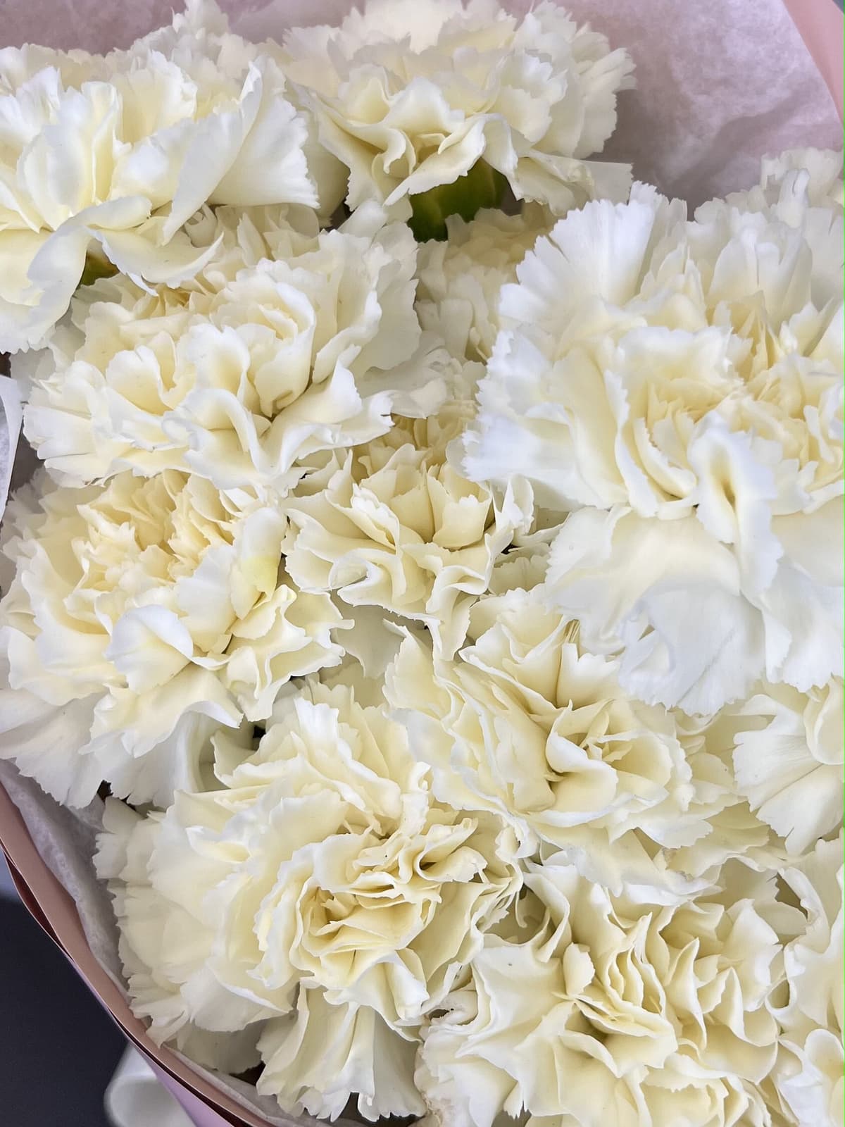 Диантусы сливочные