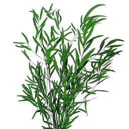 Эвкалипт стабилизированный Николи