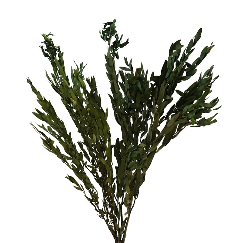 Эвкалипт стабилизированный Парвифолия