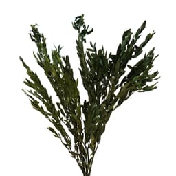 Эвкалипт стабилизированный Парвифолия