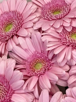 Гермини розовые Кимси (Kimsey)