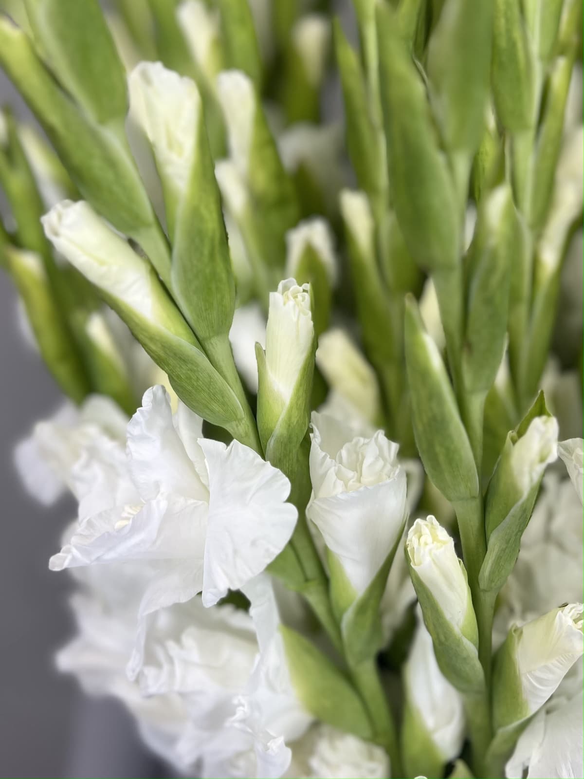 Гладиолусы белые по акции от 15 шт (2)