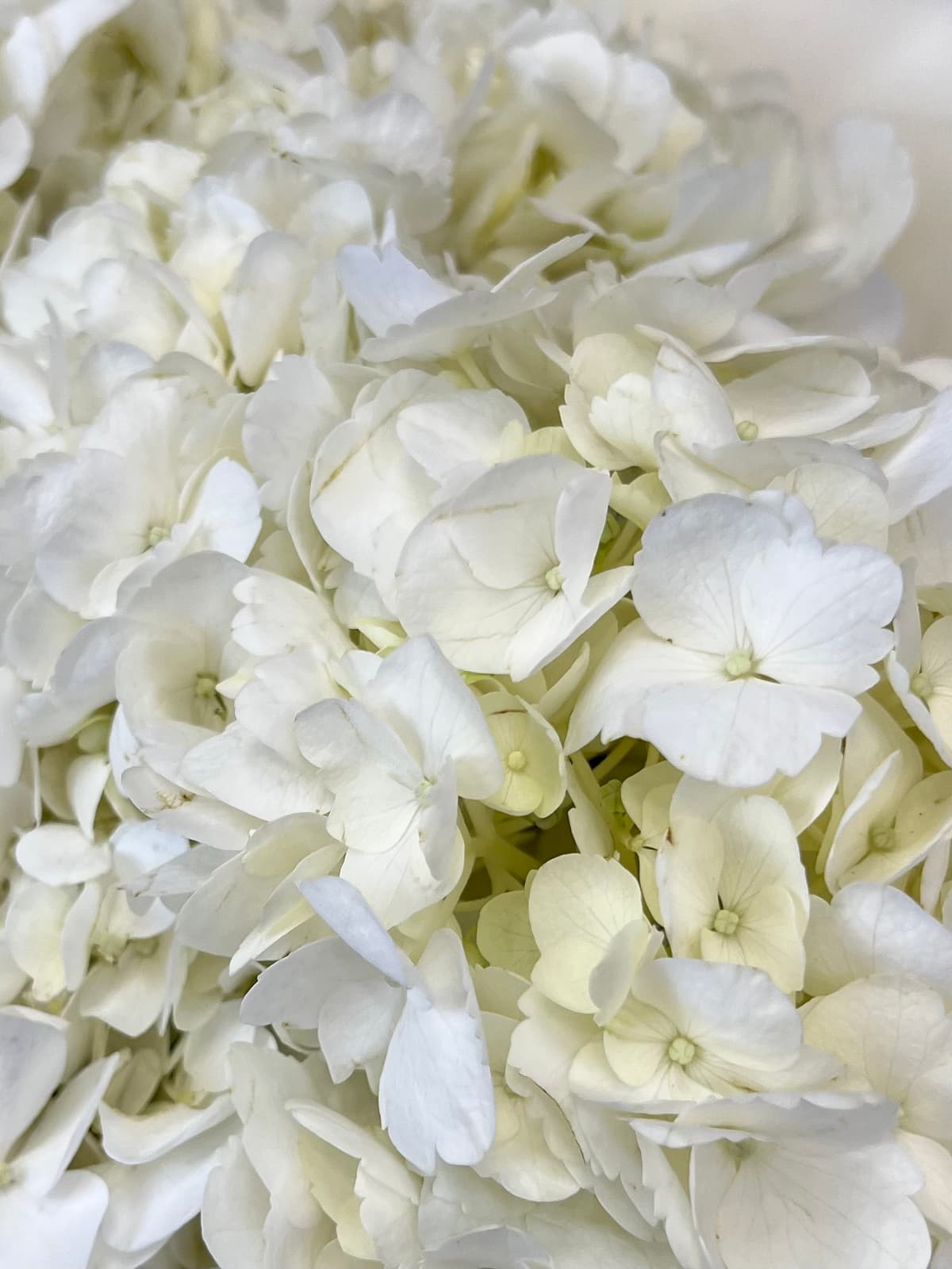 Гортензия белая