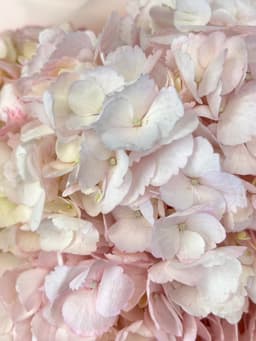 Гортензия розовая