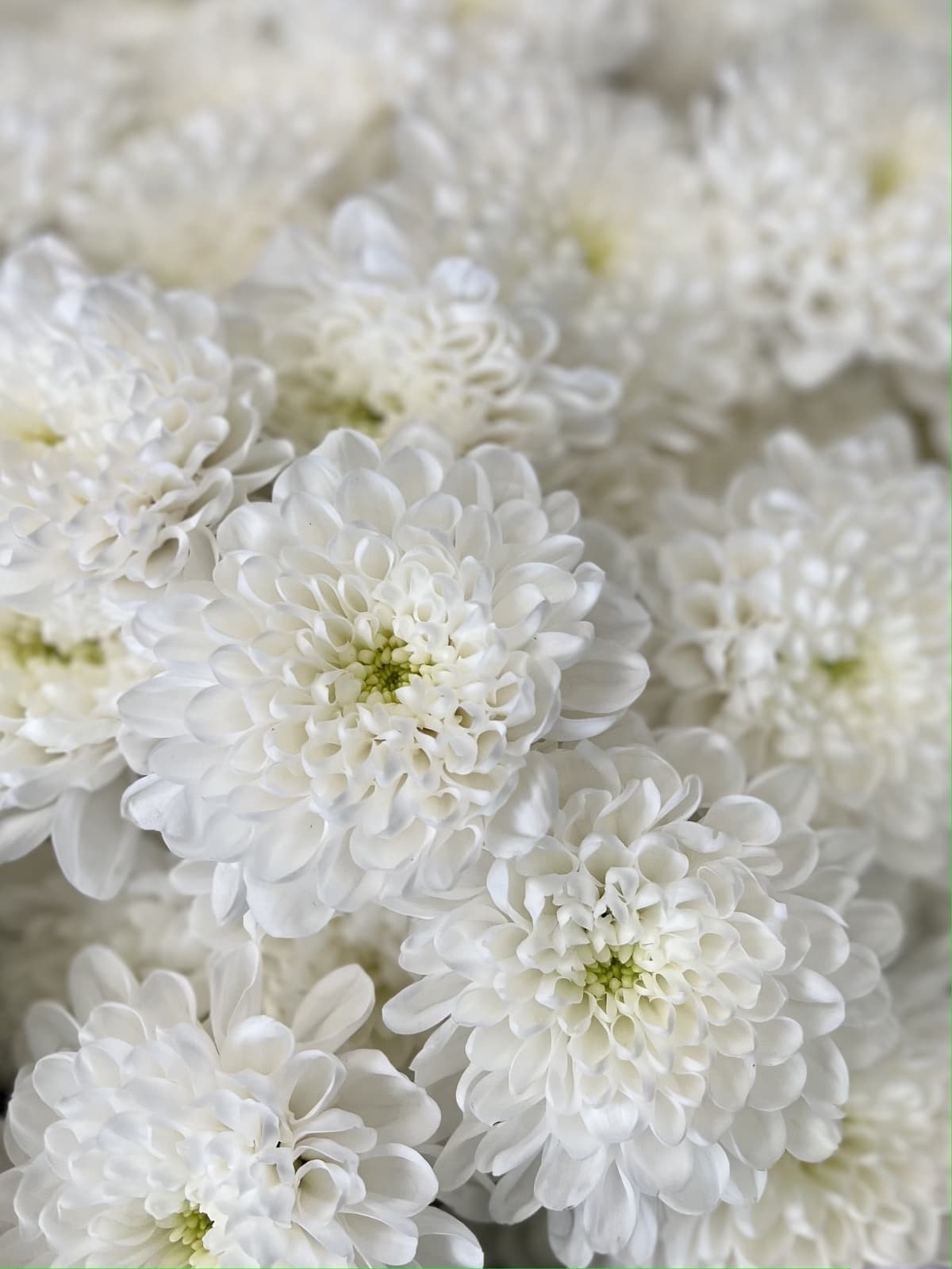 Хризантема кустовая белая Алтай