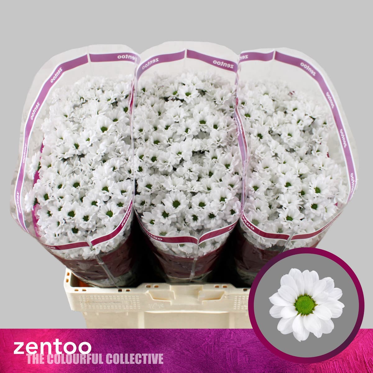 Хризантема сантини белая Лесси