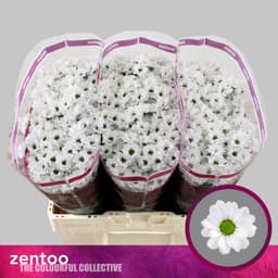 Хризантема сантини белая Лесси