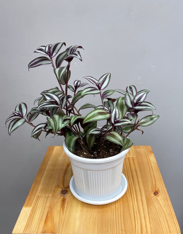 Композиция Бикбая 20214062 Композиция Бикбая 20214062