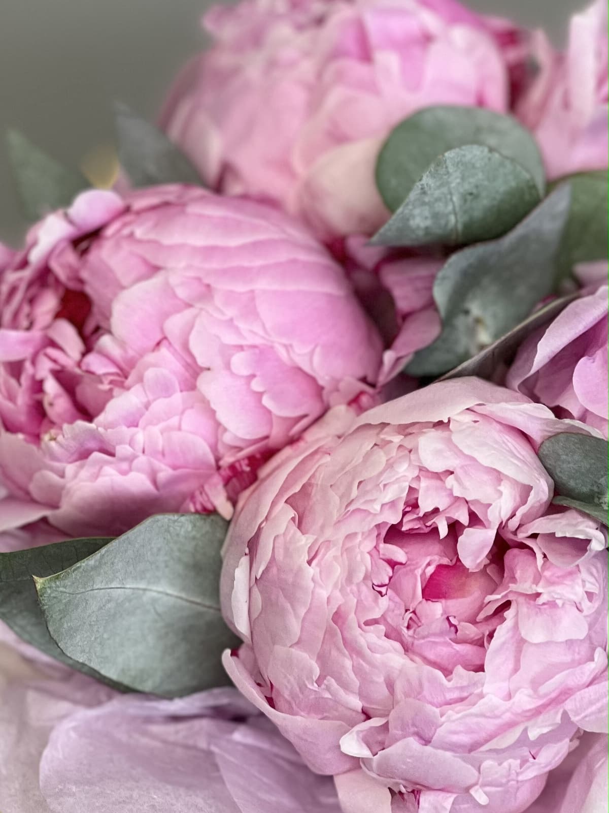 Композиция из 3 пионов Sarah Bernhardt в шляпной коробке