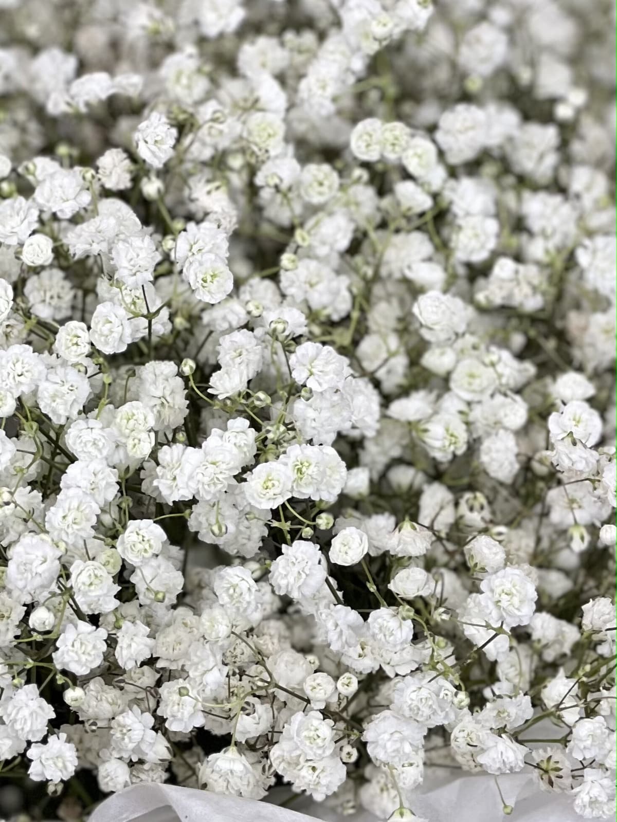 Композиция из гипсофилы в сумочке "White" XS