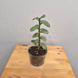 композиция проспект 01723062