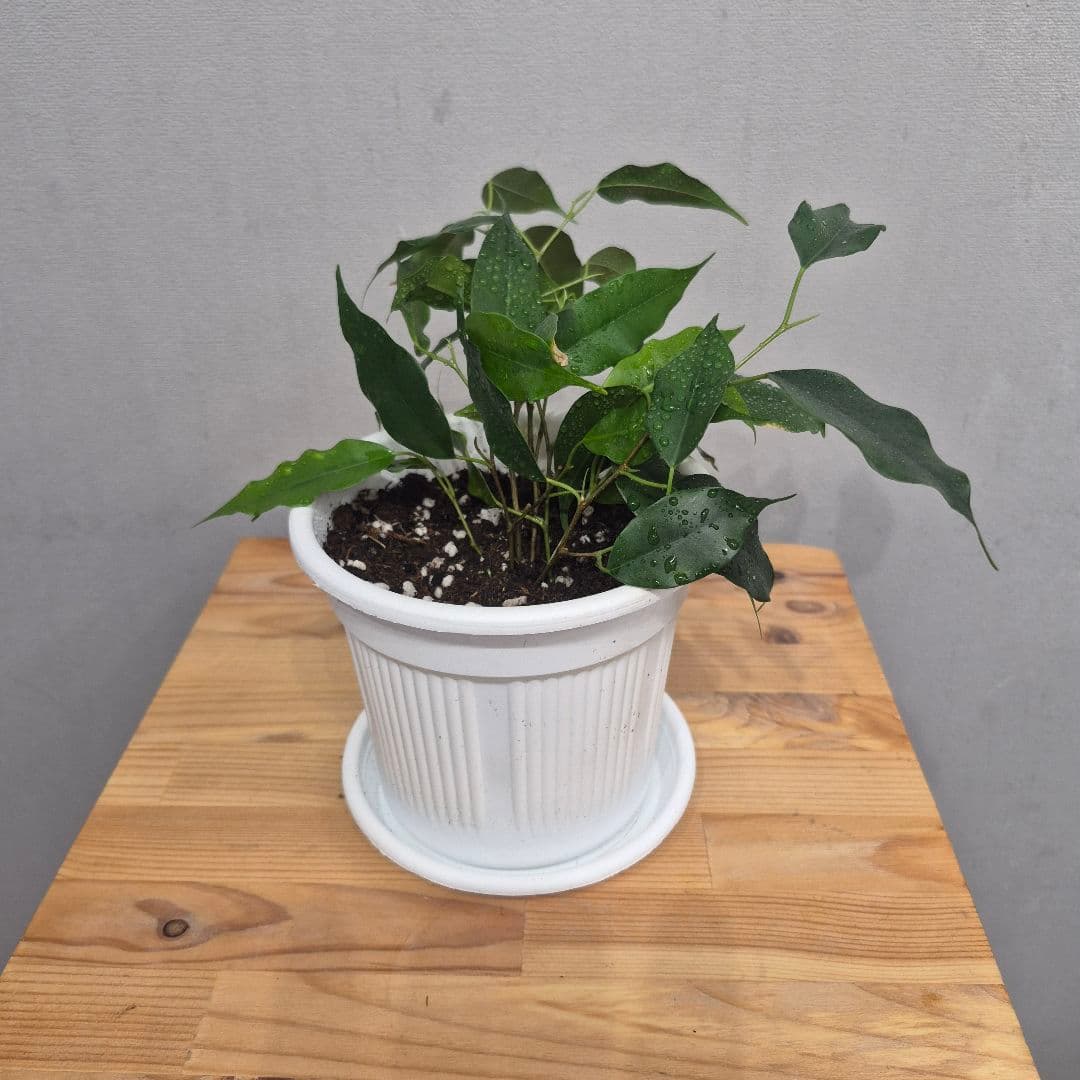 композиция проспект 31723062