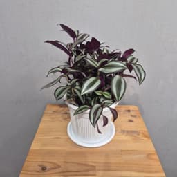 композиция проспект 41723062